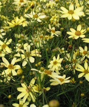 Moonbeam Tickseed (Coreopsis verticillata 'Moonbeam') - 1 gallon