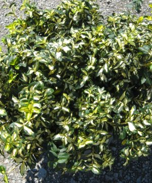 Moonshadow™ Euonymus (Euonymus fortunei 'Moonshadow') - 2 gallon 10"