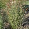 Morning Light Maiden Grass (Miscanthus sinensis 'Morning Light') - 3 gallon