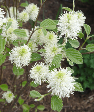 Mount Airy Dwarf Fothergilla (Fothergilla gardenii 'Mount Airy') - 2 gallon