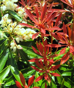 Mountain Fire Andromeda (Pieris japonica 'Mountain Fire') - 3 gallon 12"