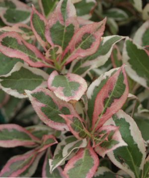 My Monet® Weigela (Weigela x 'Verweig') - 2 gallon 10"