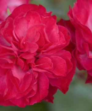 Mystic Fairy® Rose (Rosa E.E 'Mystic Fairy') - 2 gallon
