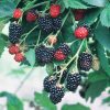 Natchez Blackberry (Rubus natchez) - 1 gallon 12"