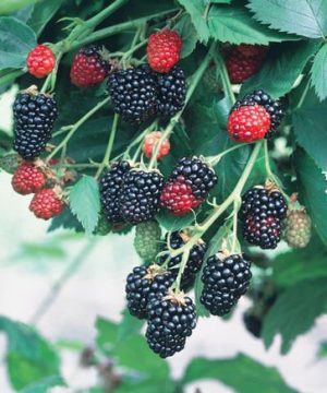 Natchez Blackberry (Rubus natchez) - 1 gallon 12"