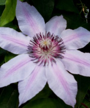 Nelly Moser Clematis (Clematis 'Nelly Moser') - 1 gallon