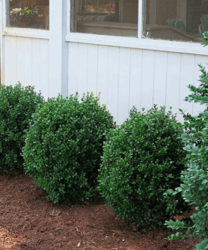 NewGen Freedom® Boxwood (Buxus newgen 'Freedom') - 3 gallon 12-15"