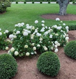 NewGen Independence® Boxwood (Buxus newgen 'Independence') - 3 gallon 12-15"