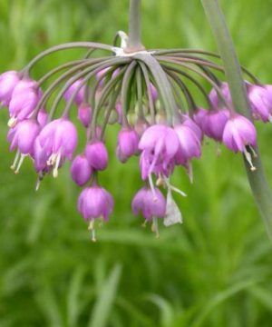 Nodding Onion (Allium cernuum) - 1 gallon