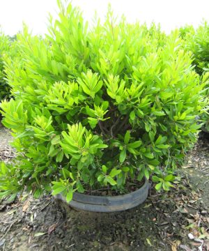 Northern Bayberry (Myrica pennsylvanica) - 3 gallon 18"