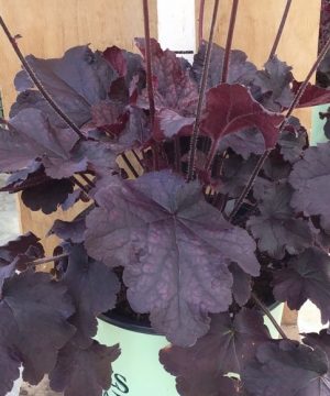 Northern Exposure™ Black Coral Bells (Heuchera 'Northern Exp. Black') - 1 gallon