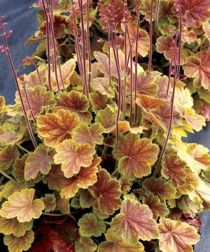 Northern Exposure™ Sienna Coral Bells (Heuchera 'Northern Exp. Sienna') - 1 gallon
