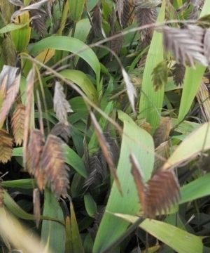 Northern Sea Oats (Chasmanthium latifolium 'Chas. Latifolium') - 1 gallon