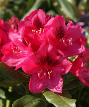 Nova Zembla Rhododendron (Rhododendron nova 'Nova Zembla') - 3 gallon 15"