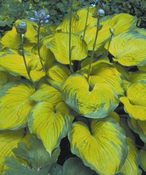 Old Glory Plantain Lily (Hosta 'Old Glory') - 1 gallon