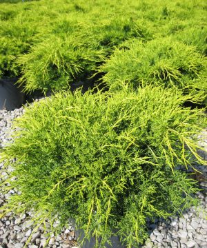 Old Gold Juniper (Juniperus chinensis 'Old Gold') - 3 gallon 12-15"