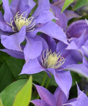Olympia™ Clematis (Clematis olympia) - 1 gallon