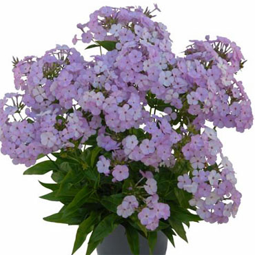 'Opening Act Blush' Phlox (Phlox paniculata 'Opening Act Blush') - 1 gallon