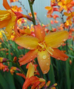 Orange Pekoe Montbretia (Crocosmia x 'Orange Pekoe') - 1 gallon