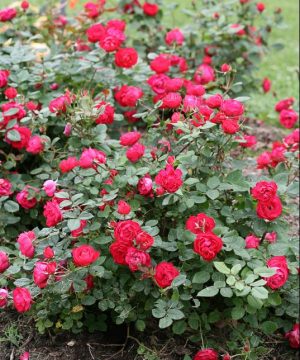 Oso Easy Double Red® Rose (Rosa 'Oso Easy Double Red') - 1 gallon