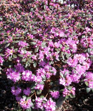PJM Elite Rhododendron (Rhododendron 'PJM Elite') - 3 gallon 15"