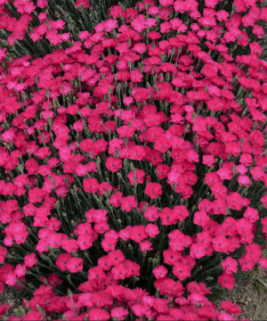 'Paint the Town Magenta' Pinks (Dianthus paint 'The Town Magenta') - 1 gallon