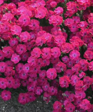 'Paint the Town Red' Pinks (Dianthus paint 'The Town Red') - 1 gallon