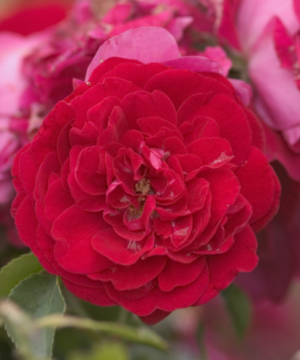 Paint the Town Rose (Rosa E.E 'Paint The Town') - 2 gallon