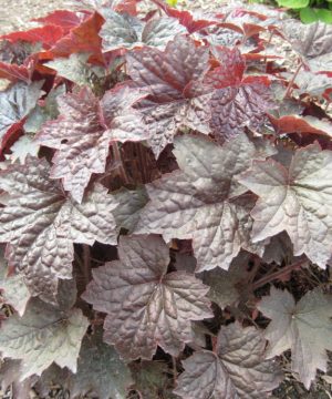 Palace Purple Coral Bells (Heuchera palace 'Palace Purple') - 1 gallon