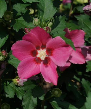 Paraplu Rouge® Rose of Sharon (Hibiscus paraplu 'Rouge') - 3 gallon 18"
