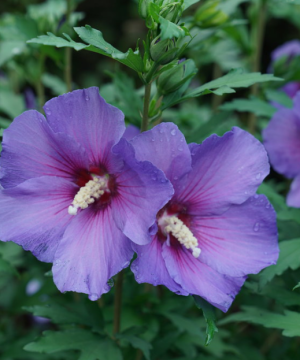 Paraplu Violet® Rose of Sharon (Hibiscus paraplu 'Violet') - 3 gallon 18"