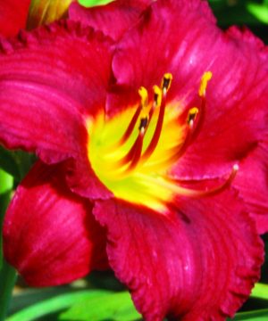 Pardon Me Daylily (Hemerocallis pardon 'Pardon Me') - 1 gallon