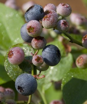 Patriot Highbush Blueberry (Vaccinium patriot 'Patriot') - 1 gallon 10"