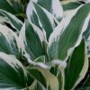 Patriot Plantain Lily (Hosta patriot 'Patriot') - 1 gallon