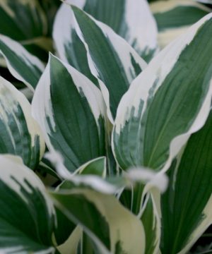 Patriot Plantain Lily (Hosta patriot 'Patriot') - 1 gallon