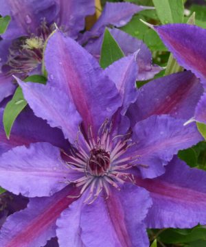 Paulie™ (Clematis paulie) - half gallon