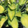 Paul’s Glory Plantain Lily (Hosta pauls 'Glory') - 1 gallon