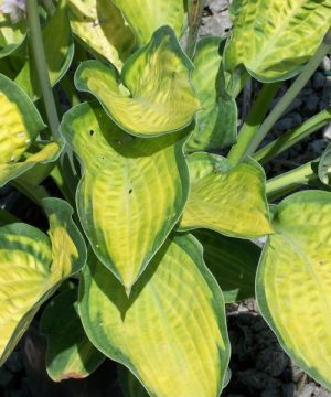 Paul’s Glory Plantain Lily (Hosta pauls 'Glory') - 1 gallon