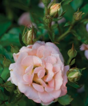 Peach Drift® Rose (Rosa 'Drift Meiggili') - 2 gallon