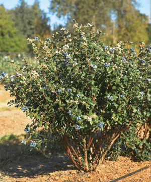 Perpetua Blueberry (Vaccinium perpetua) - 1 gallon