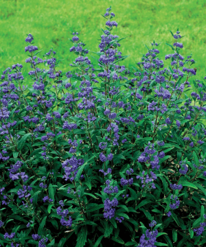 Petit Bleu™ Bluebeard (Caryopteris x clandonensis 'Minibleu') - 2 gallon