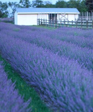 Phenomenal® Lavender (Lavandula x intermedia 'Phenomenal') - half gallon