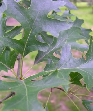 Pin Oak (Quercus palustris) - 3 gallon