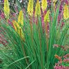 Pineapple Popsicle Dwarf Poker (Kniphofia pineapple 'Pineapple Popsicle') - 1 gallon