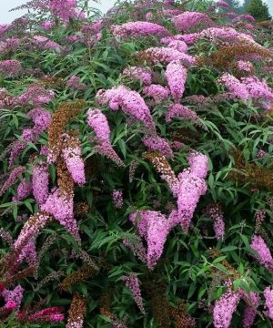 Pink Cascades Butterfly Bush (Buddleia 'Pink Cascades') - 3 gallon