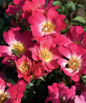 Pink Drift® Rose (Rosa 'Drift Meijocos') - 1 gallon