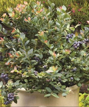 Pink Icing® Blueberry (Vaccinium 'Pink Icing') - 1 gallon