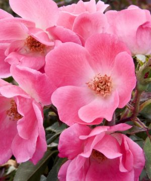 Pink Knock Out® Rose (Rosa K.O 'Radcon') - 2 gallon
