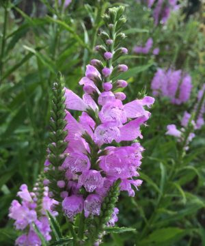 Pink Manners Obedient Plant (Physostegia 'Pink Manners') - 1 gallon