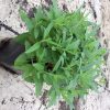 Pink Moody Blues Speedwell (Veronica 'Pink Moody Blues') - 1 gallon